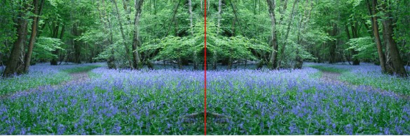 PowerPoint pictures - bluebell 4x3 mirror