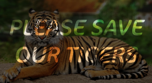save our tigers 2